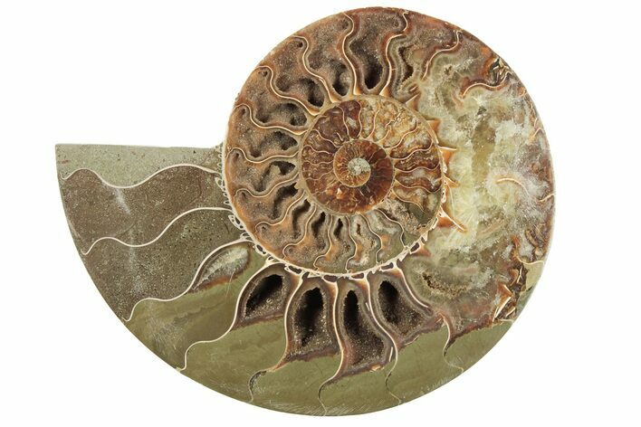 Bargain, Cut & Polished Ammonite Fossil (Half) - Madagascar #200104